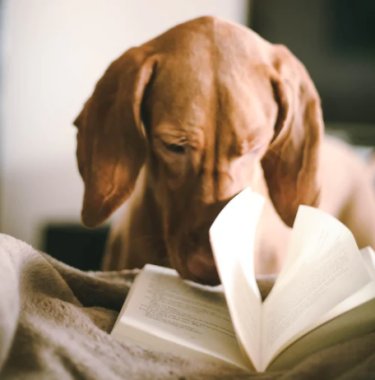 dog and book