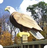 wooden eagle plans