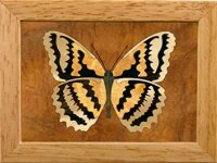 Butterfly Trinket Box