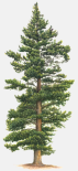 Lodgepole Pine