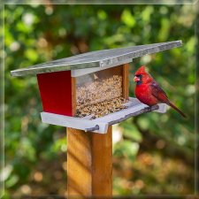 Bird Feeder Plan